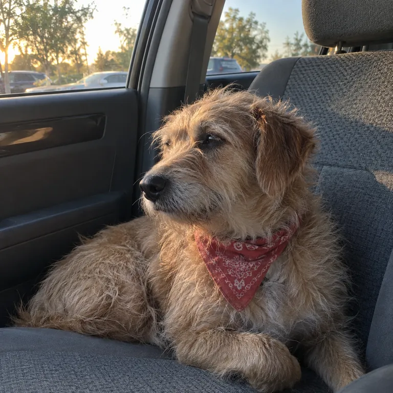 A scruffy tan dog in a faded red bandana on the passenger seat of a parked car