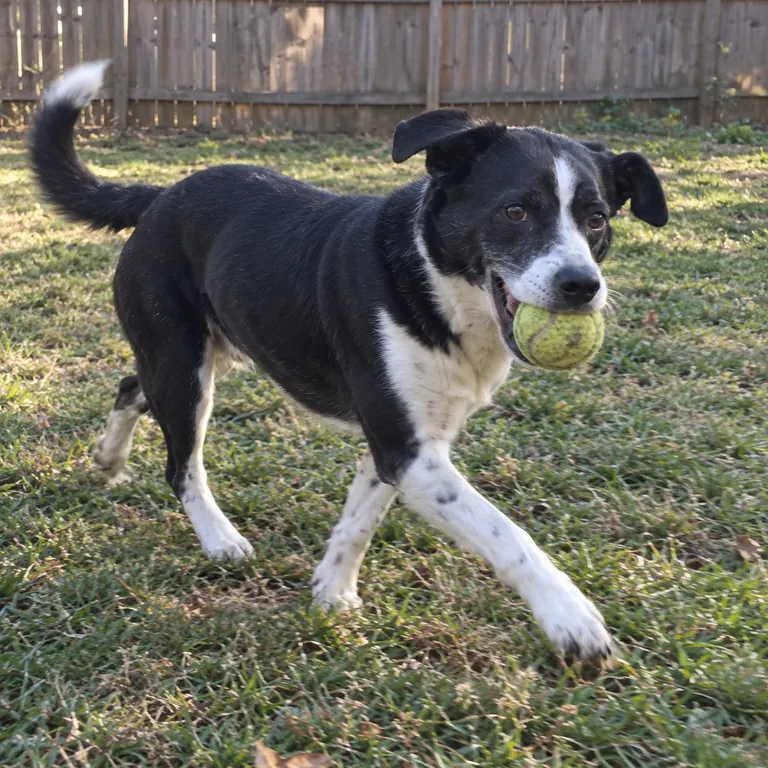 A black-and-white rescue dog playing with a worn ball in a backyard