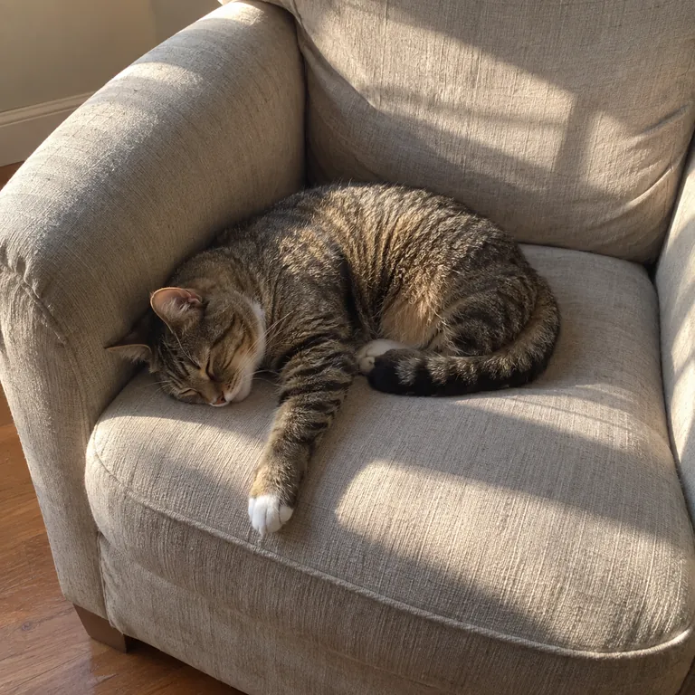 A brown tabby cat curled on an armchair in a patch of sunlight